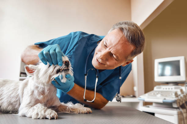 Best Knocked-Out Tooth (Avulsed Tooth) Treatment in Republic, PA